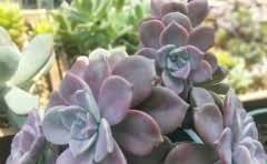 虎门和顺德哪个经济好?