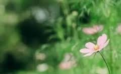 五粮液酒与茅台酒哪个好?