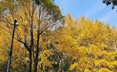 家用光伏逆变器高频好还是工频好?