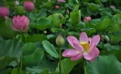 轿车和suv哪个更舒适长途驾驶?